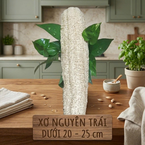 XƠ NGUYÊN TRÁI 20 - 25CM