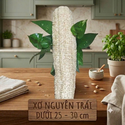 XƠ NGUYÊN TRÁI 25 - 30 CM