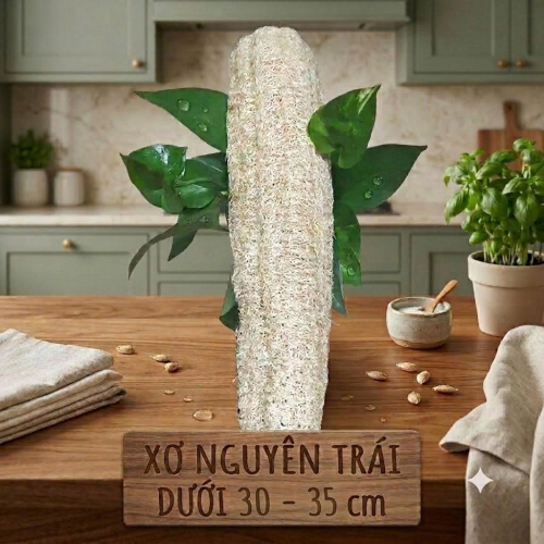 XƠ NGUYÊN TRÁI 30 - 35CM